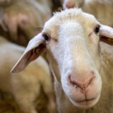 La maladie de la langue bleue touche principalement les moutons.